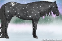 Horse Color:Black Appaloosa Rabicano 