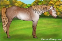 Horse Color:Gray Chestnut 