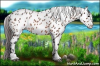 Horse Color:Bay Roan Leopard 