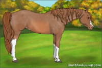 Horse Color:Liver Chestnut Appaloosa 