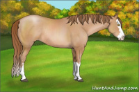 Horse Color:Bay Pearl Sabino Splash Rabicano 