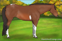 Horse Color:Bay Tobiano Rabicano