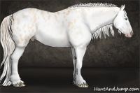 Horse Color:Gray Gold Cream Champagne Roan Dun Splash Appaloosa Rabicano 