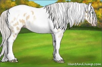 Horse Color:Gray Silver Classic Cream Champagne Roan Dun Tobiano Frame Near Leopard Rabicano 