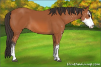 Horse Color:Bay Sabino 