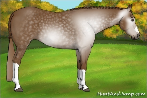 Horse Color:Gray Chestnut 
