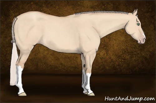 Horse Color:Silver Amber Champagne Dun 