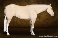 Horse Color:Silver Amber Champagne Dun 