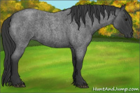 Horse Color:Blue Roan