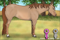 Horse Color:Red Dun Sabino 