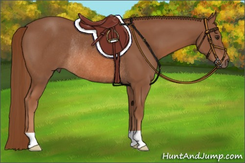 Horse Color:Liver Chestnut Rabicano 