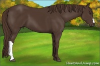 Horse Color:Liver Chestnut 
