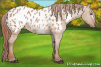 Horse Color:Liver Red Dun Appaloosa 