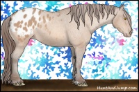 Horse Color:Amber Champagne Appaloosa 