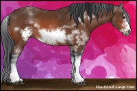 Horse Color:Bay Sabino Frame 