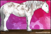 Horse Color:Bay Sabino Splash 