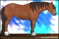 Horse Color:Bay Sabino