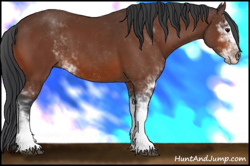 Horse Color: Bay Sabino 