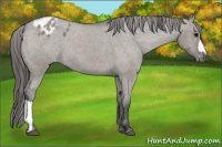 Horse Color:Grullo Roan Appaloosa 