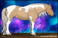 Horse Color:Palomino Roan Tobiano 