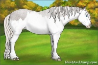 Horse Color:Silver Black Splash