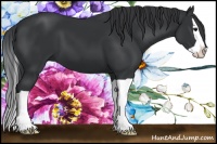 Horse Color:Black Splash 