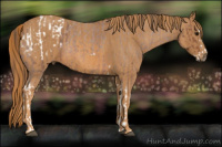 Horse Color:Bay Roan Splash Tobiano Appaloosa Brindle