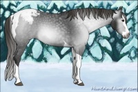 Horse Color:Gray Smoky Black Splash Tobiano Appaloosa 
