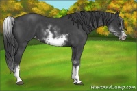 Horse Color:White Spotted Blue Roan Splash Frame Varnish