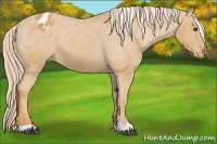 Horse Color:Palomino Blanket 