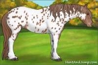 Horse Color:Liver Chestnut Tobiano Appaloosa 