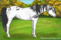 Horse Color:White Spotted Blue Roan Splash Frame Appaloosa 