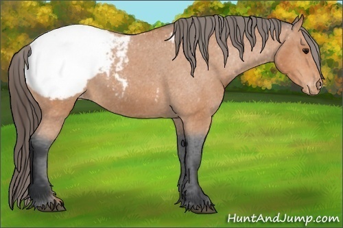 Horse Color:Unknown 