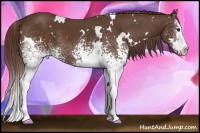 Horse Color:White Spotted Liver Chestnut Splash 