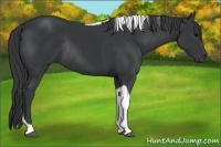 Horse Color:Black Tobiano Rabicano