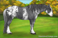 Horse Color:White Spotted Black Blanket 