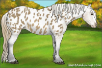 Horse Color:Buckskin Blanket 