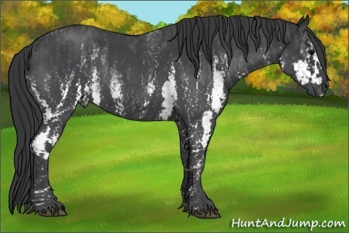 Horse Color:Unknown 