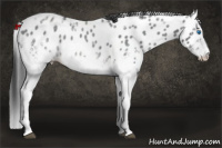 Horse Color:White Spotted Blue Ice Roan Splash Appaloosa 