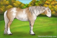Horse Color:Gray White Spotted Palomino 