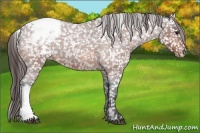 Horse Color:Brown Roan Snowflake Varnish