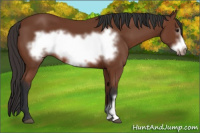 Horse Color:Bay Frame 