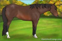 Horse Color:Bay 