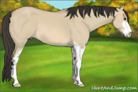 Horse Color:Buckskin Dun Sabino