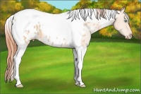 Horse Color:White Spotted Buckskin Pearl Tobiano Blanket 