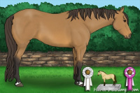 Horse Color:Buckskin 