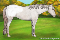 Horse Color:Classic Champagne Snowcap 