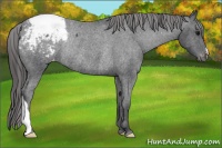 Horse Color:Black Appaloosa Rabicano 