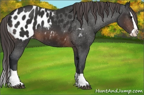 Horse Color:Brown Splash Appaloosa 