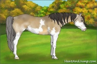 Horse Color:Buckskin Splash 